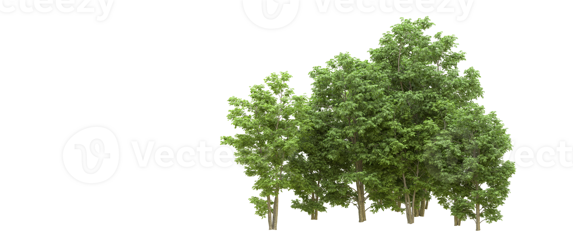 Green forest isolated on background. 3d rendering - illustration png