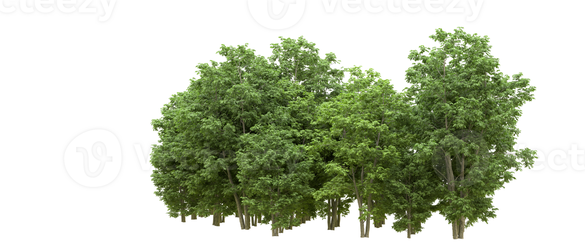Green forest isolated on background. 3d rendering - illustration png