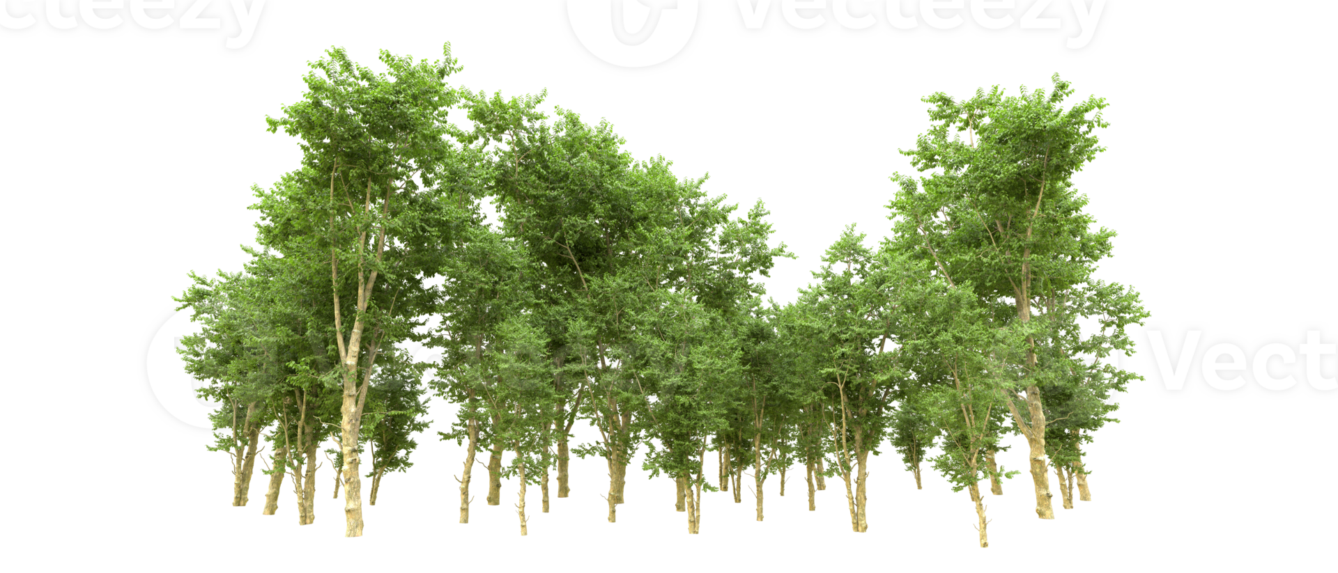 Green forest isolated on background. 3d rendering - illustration png