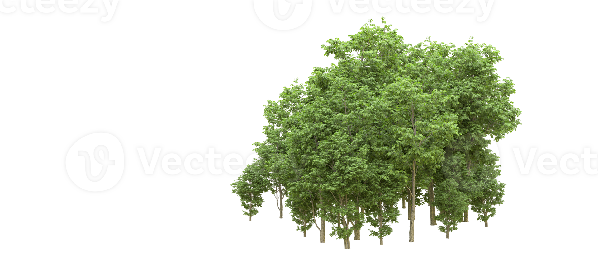 Green forest isolated on background. 3d rendering - illustration png
