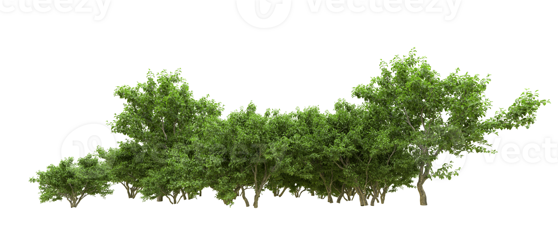 Green forest isolated on background. 3d rendering - illustration png