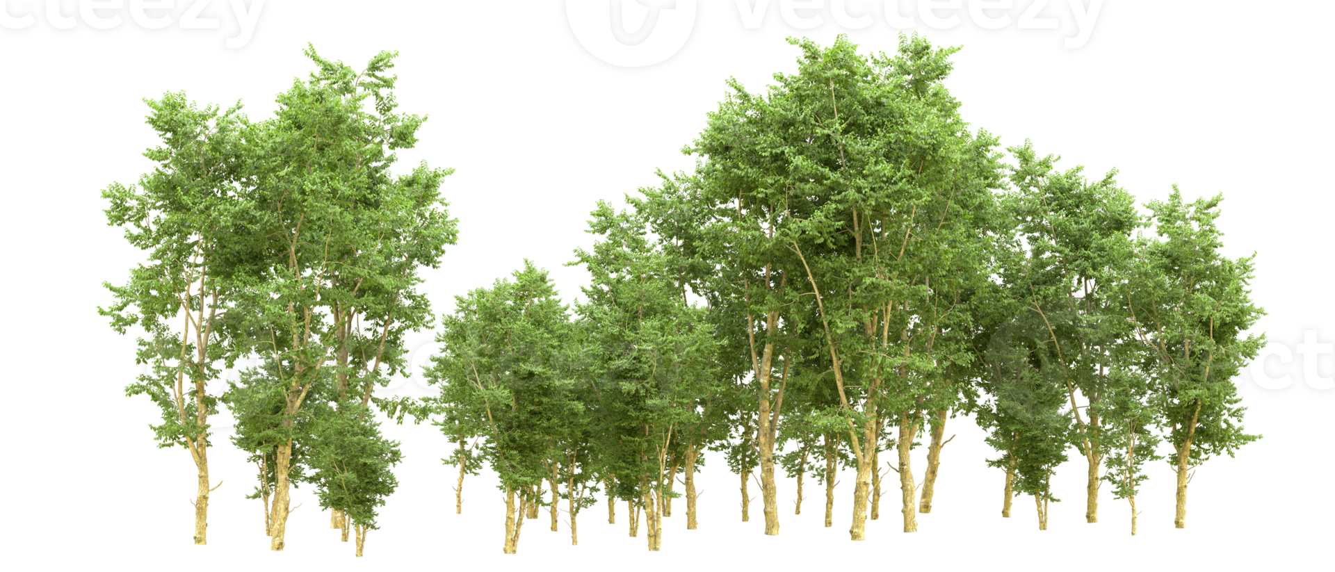 Green forest isolated on background. 3d rendering - illustration png