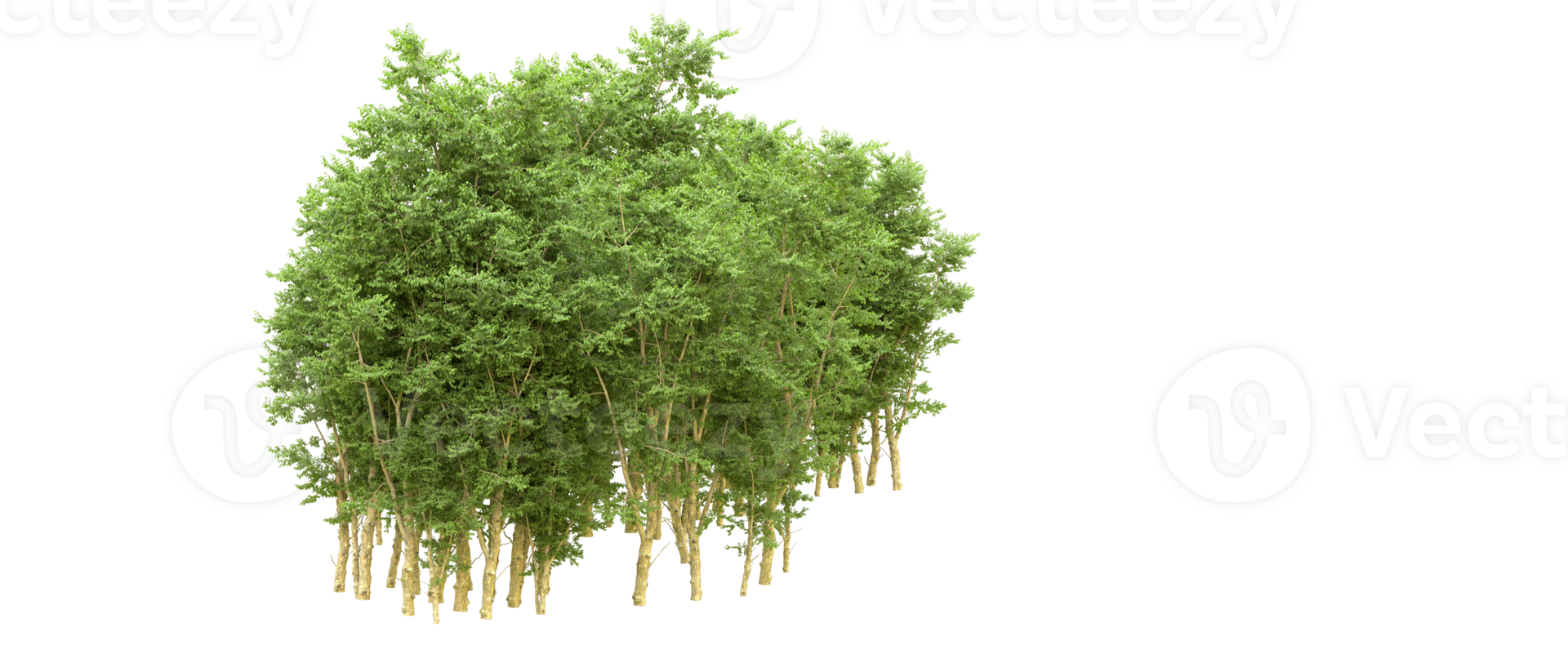 Green forest isolated on background. 3d rendering - illustration png