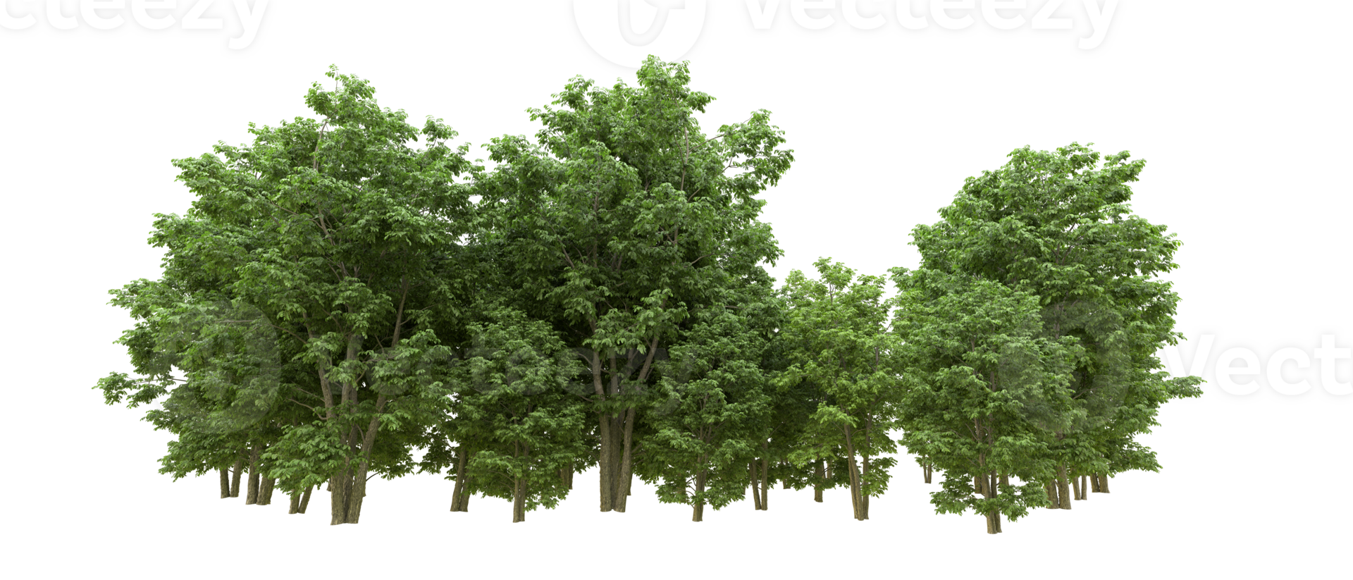 Green forest isolated on background. 3d rendering - illustration png