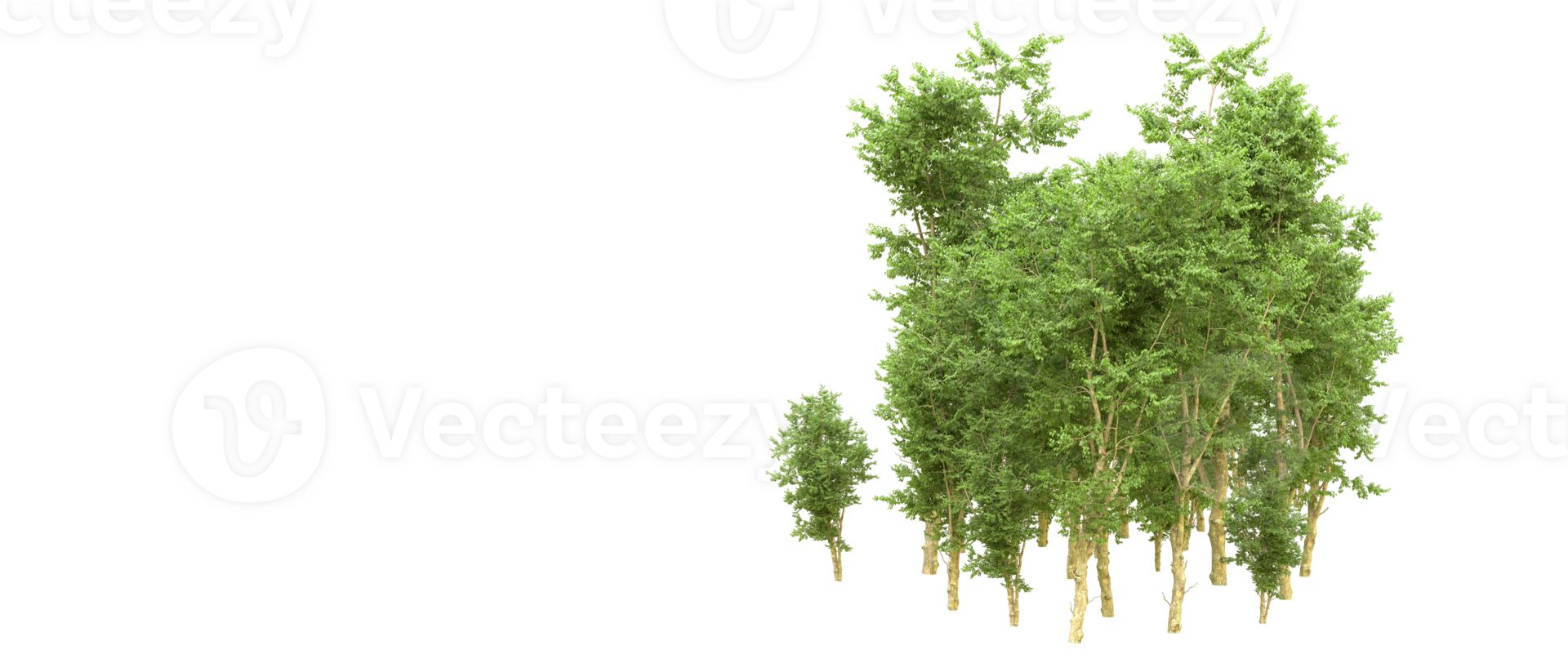 Green forest isolated on background. 3d rendering - illustration png