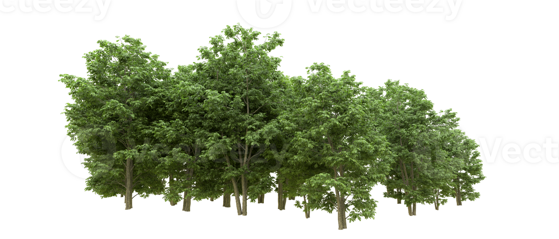 Green forest isolated on background. 3d rendering - illustration png