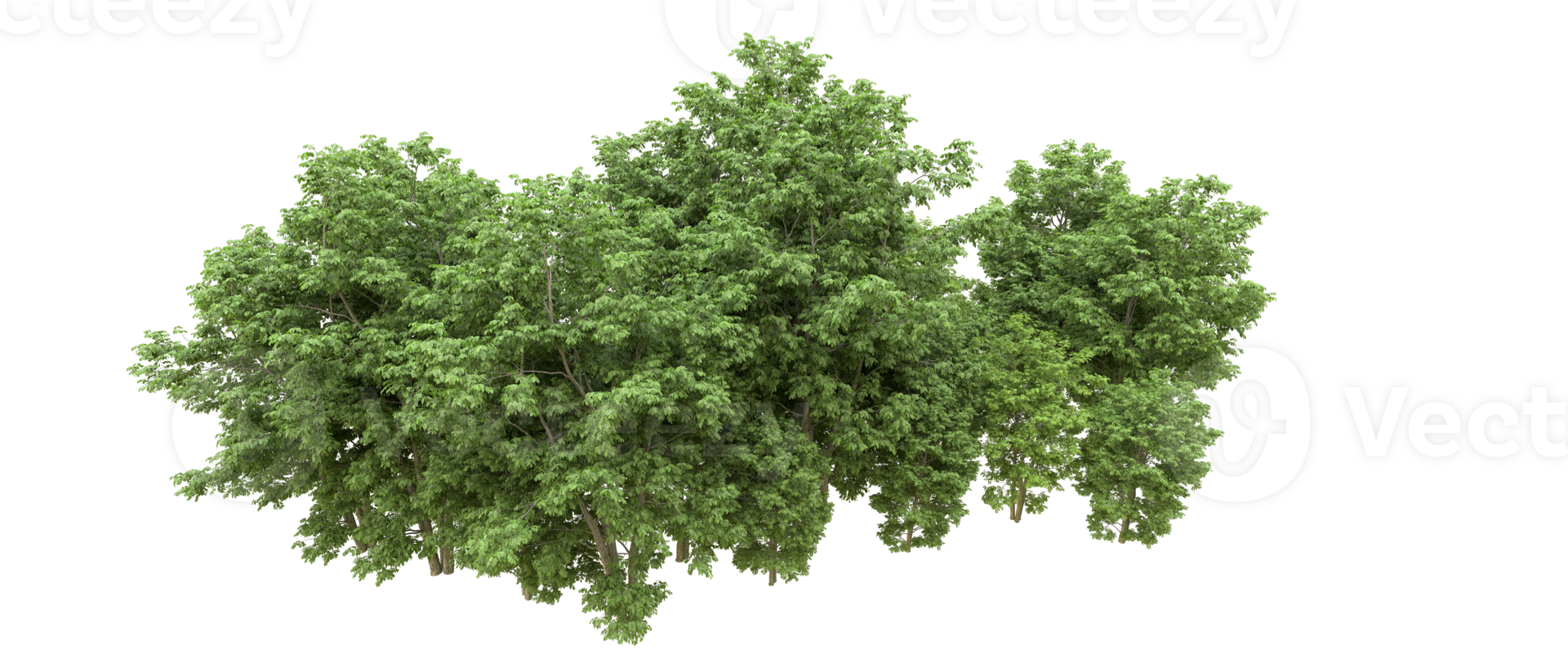Green forest isolated on background. 3d rendering - illustration png