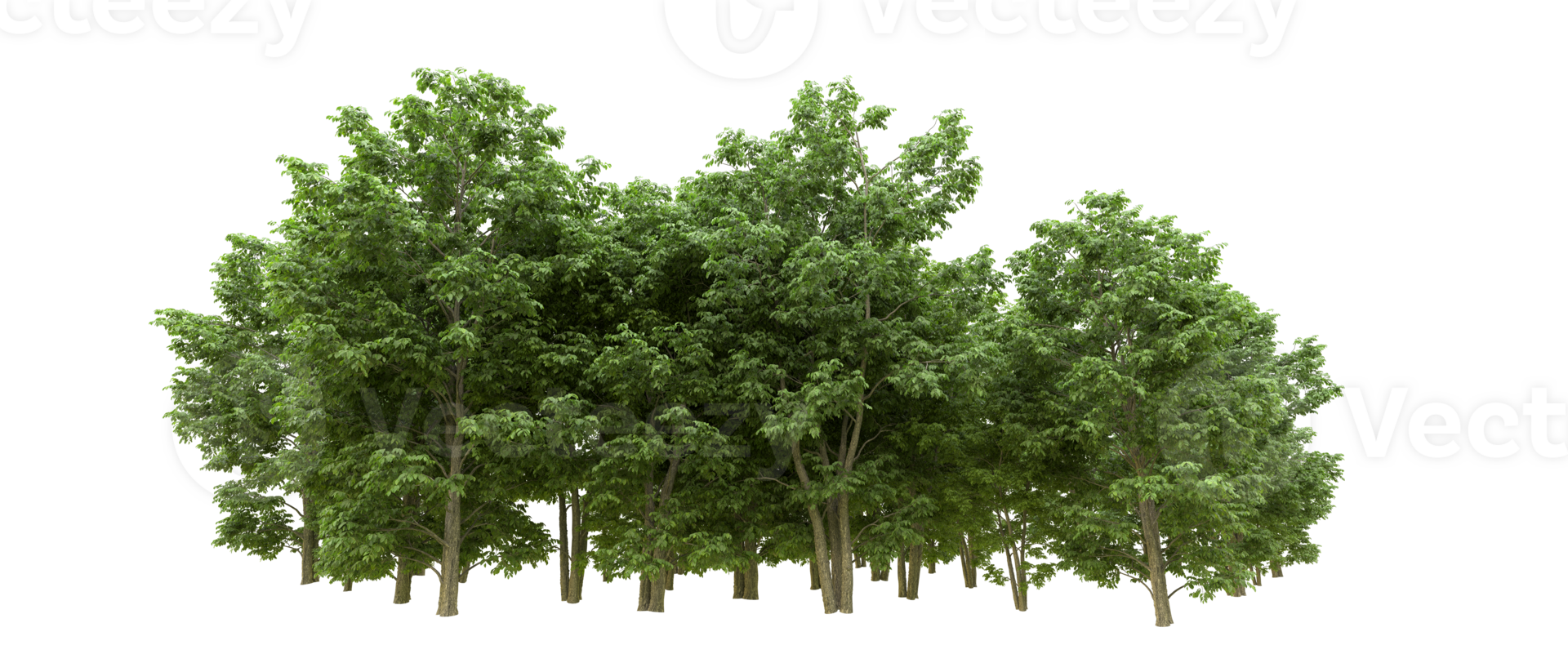 Green forest isolated on background. 3d rendering - illustration png