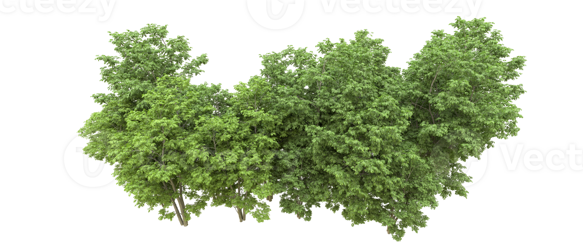 Green forest isolated on background. 3d rendering - illustration png