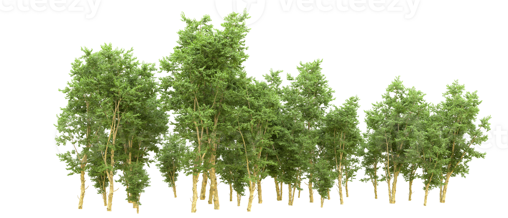 Green forest isolated on background. 3d rendering - illustration png