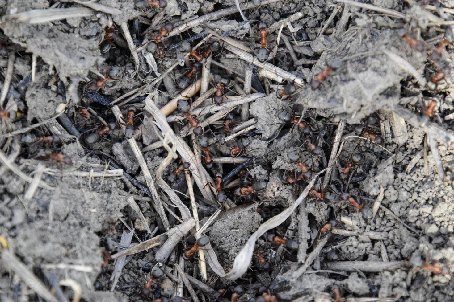 Ordinary ants on an anthill photo