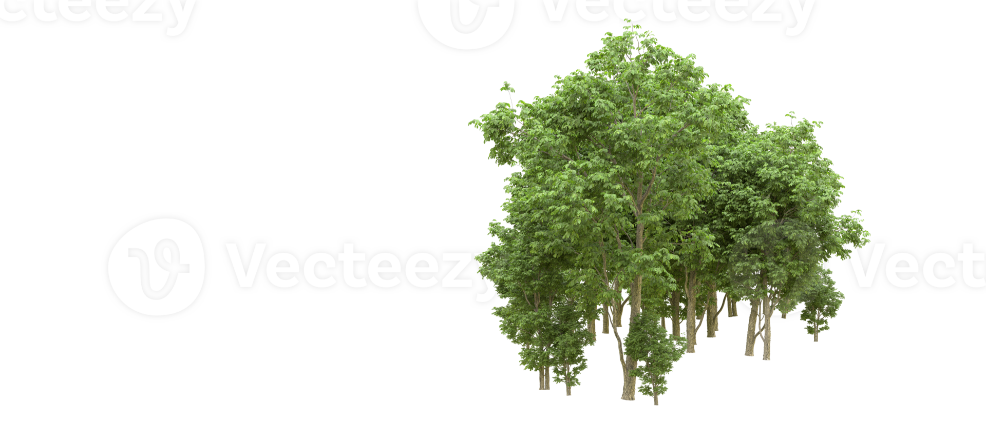 Green forest isolated on background. 3d rendering - illustration png