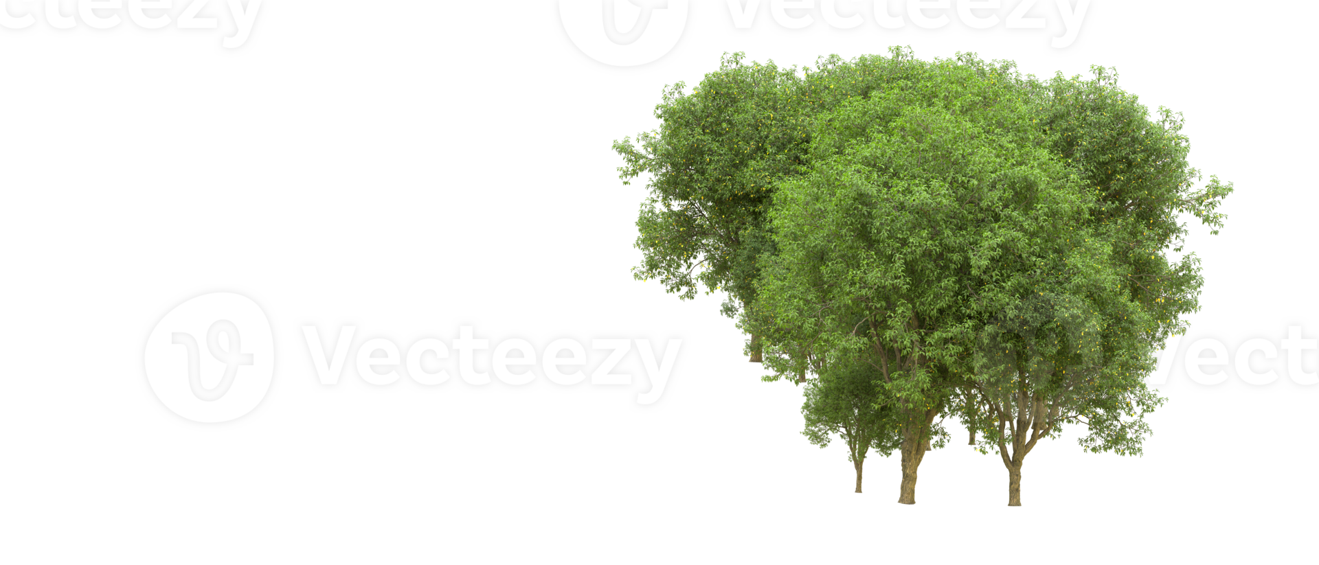 Green forest isolated on background. 3d rendering - illustration png