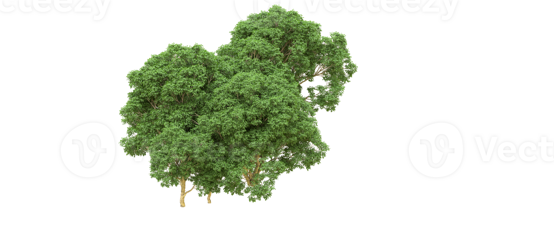 Green forest isolated on background. 3d rendering - illustration png