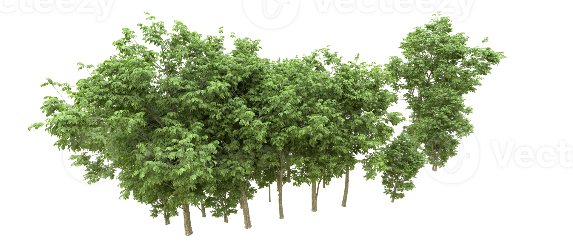 Green forest isolated on background. 3d rendering - illustration png