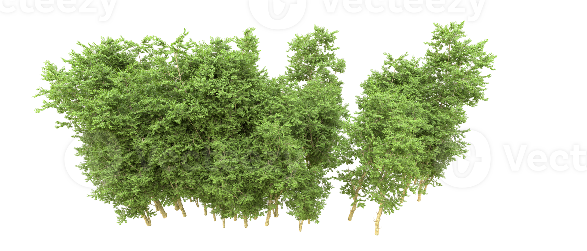 Green forest isolated on background. 3d rendering - illustration png