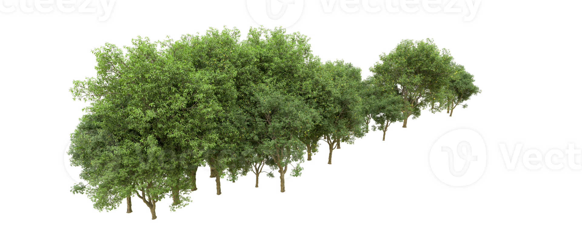 Green forest isolated on background. 3d rendering - illustration png