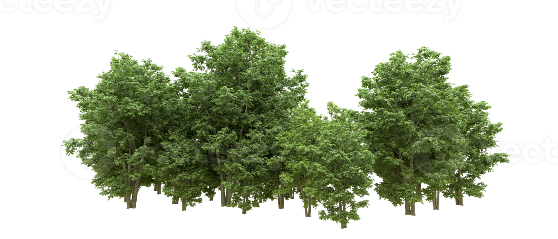 Green forest isolated on background. 3d rendering - illustration png