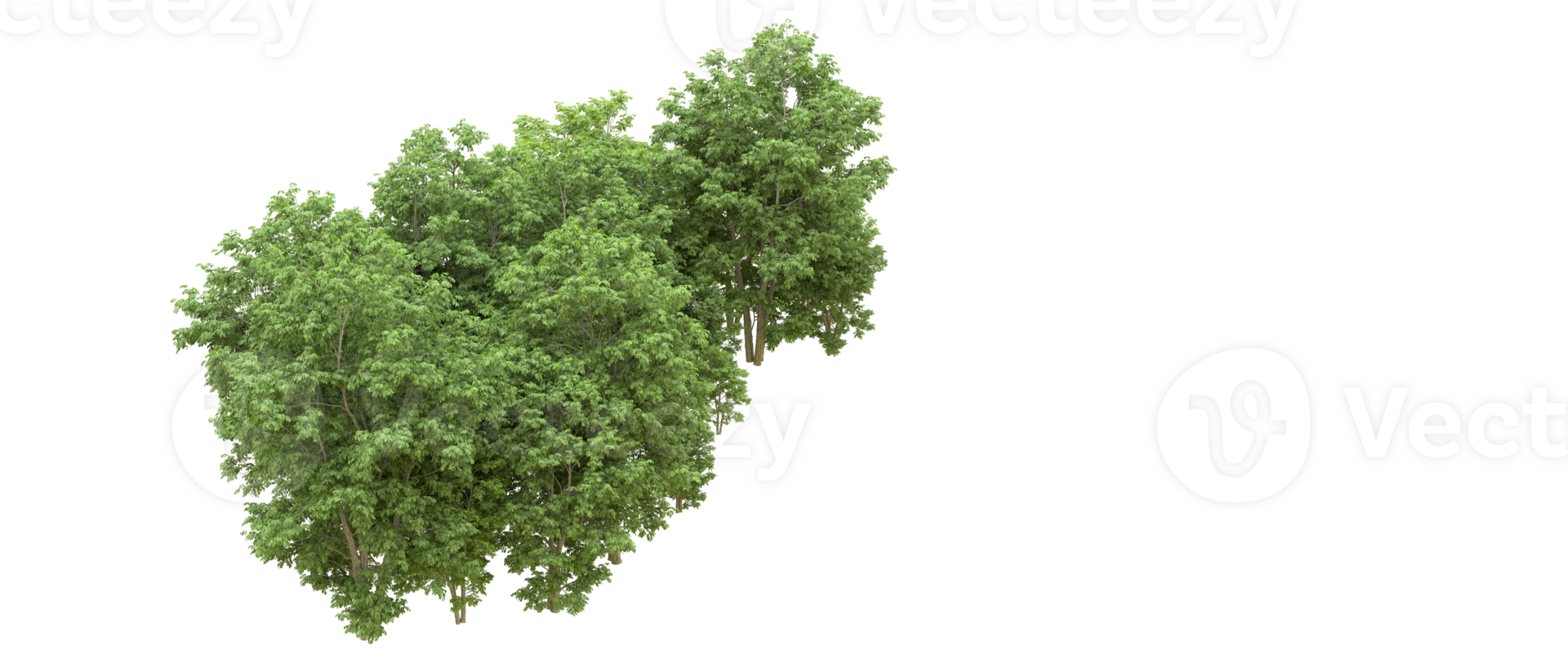 Green forest isolated on background. 3d rendering - illustration png