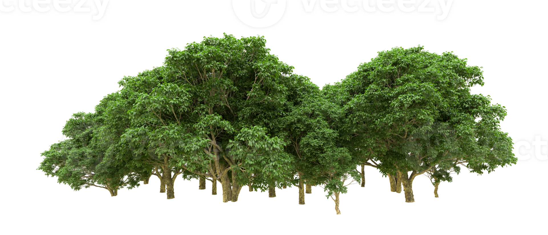 Green forest isolated on background. 3d rendering - illustration png