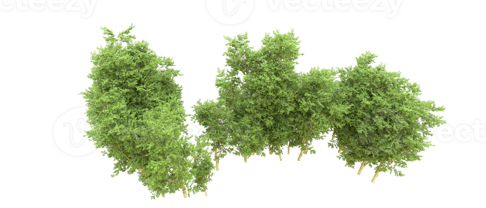 Green forest isolated on background. 3d rendering - illustration png
