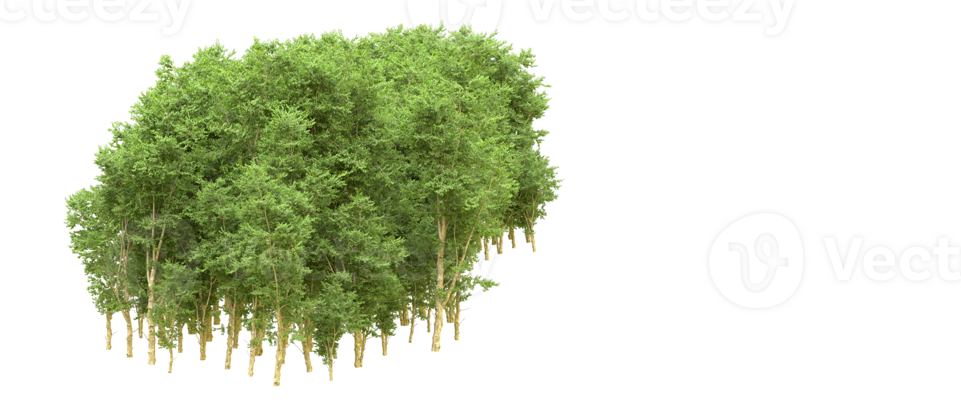 Green forest isolated on background. 3d rendering - illustration png