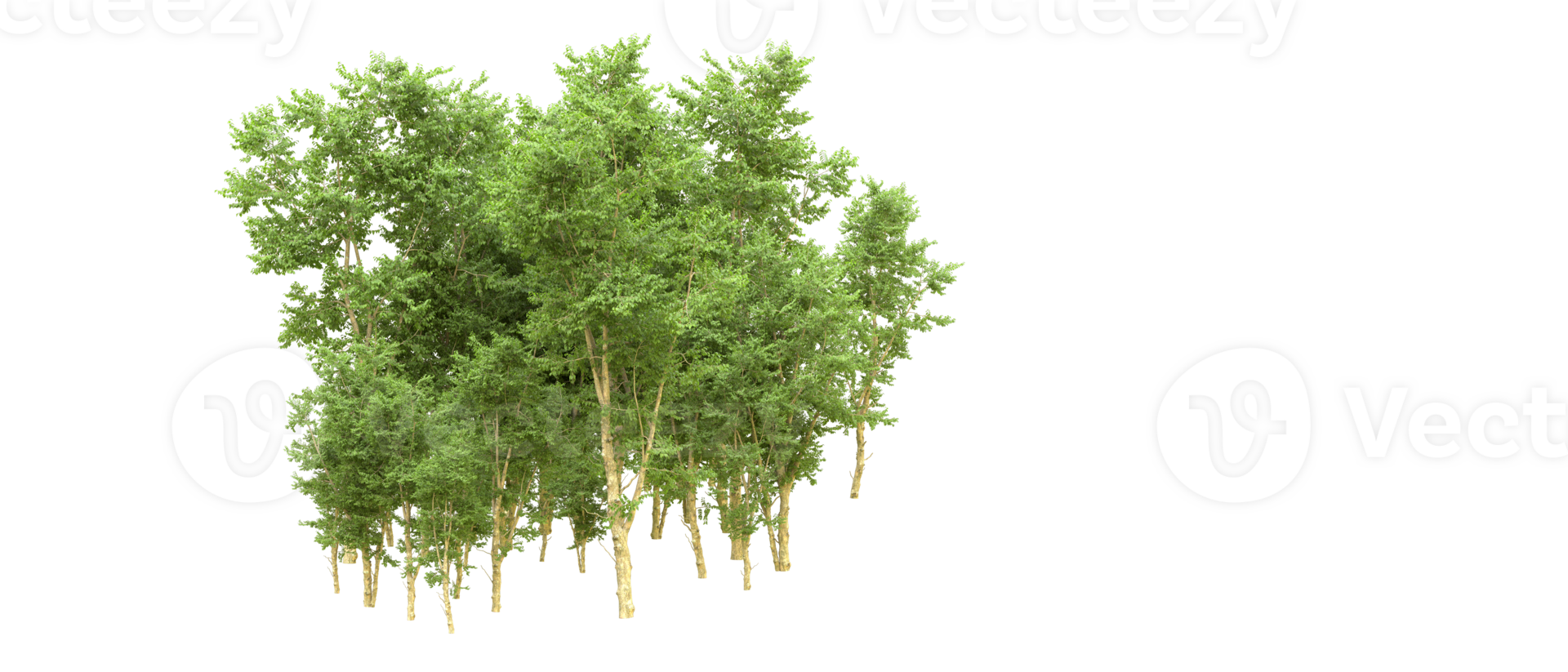 Green forest isolated on background. 3d rendering - illustration png