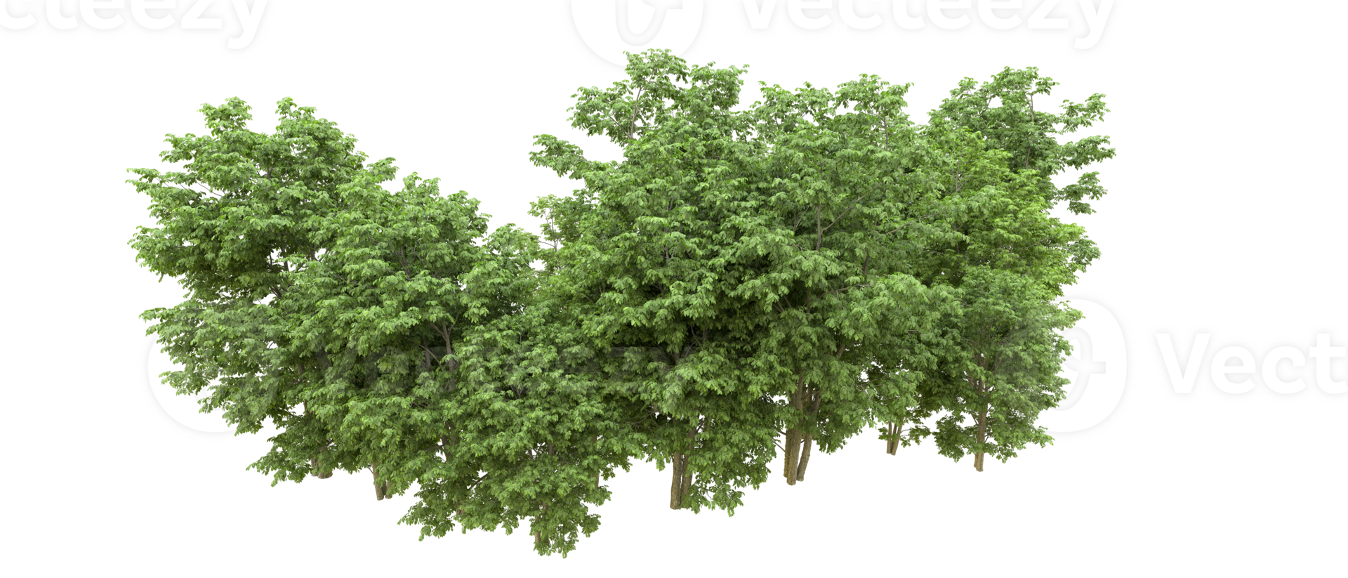 Green forest isolated on background. 3d rendering - illustration png