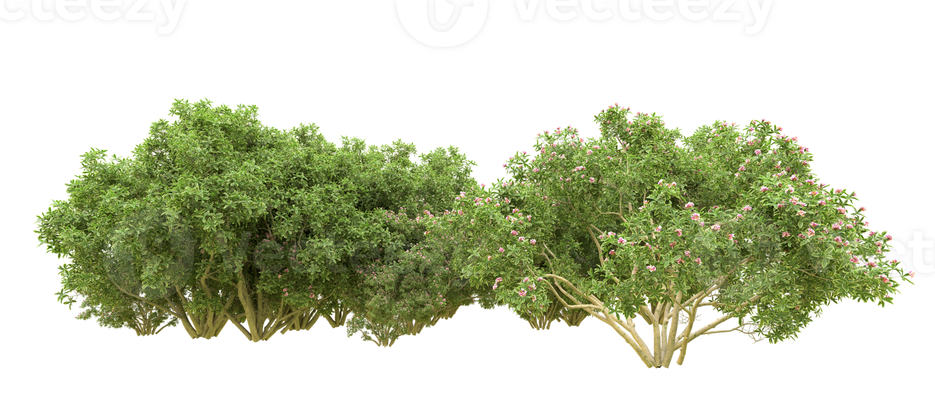 Green forest isolated on background. 3d rendering - illustration png