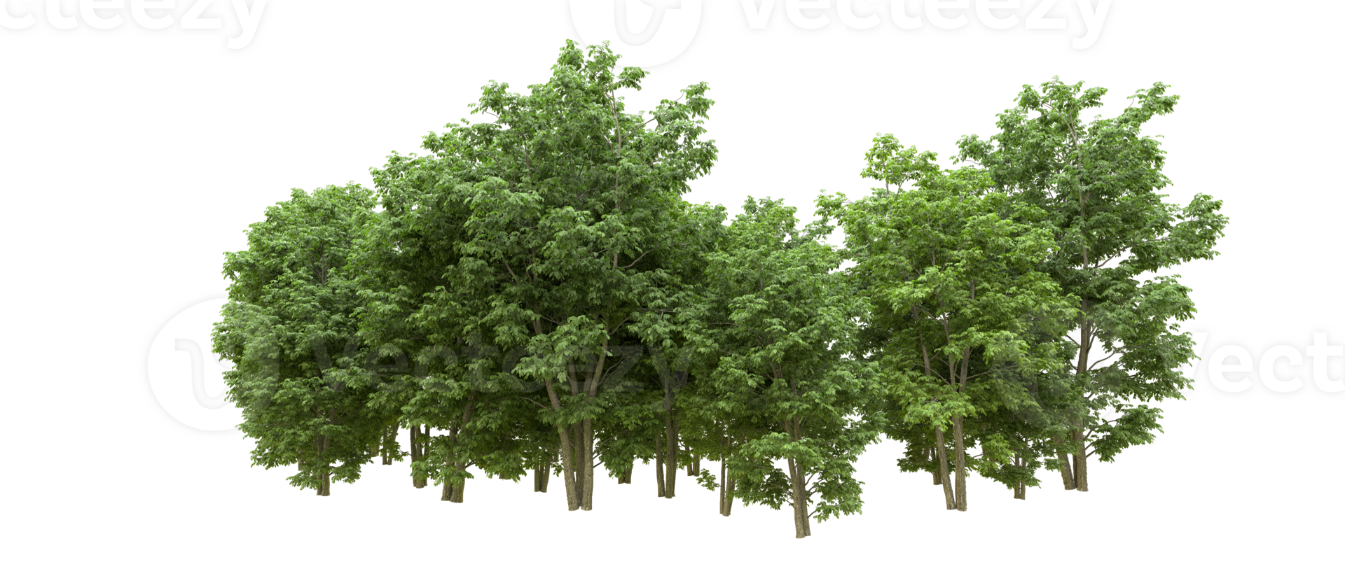 Green forest isolated on background. 3d rendering - illustration png