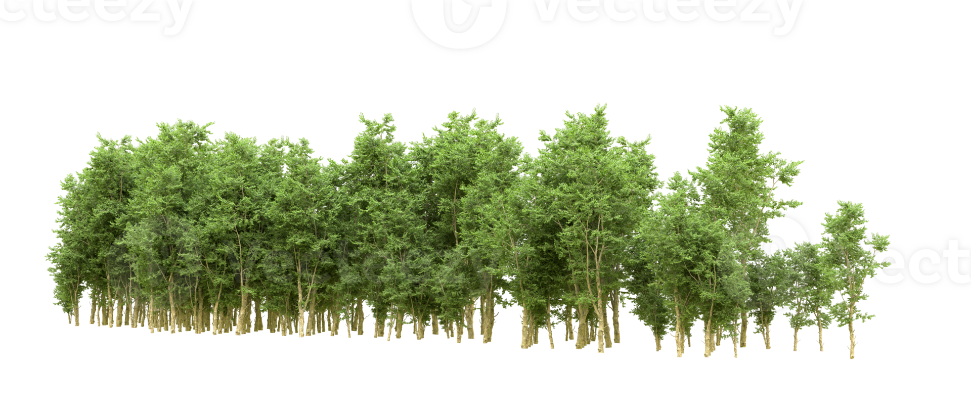 Green forest isolated on background. 3d rendering - illustration png
