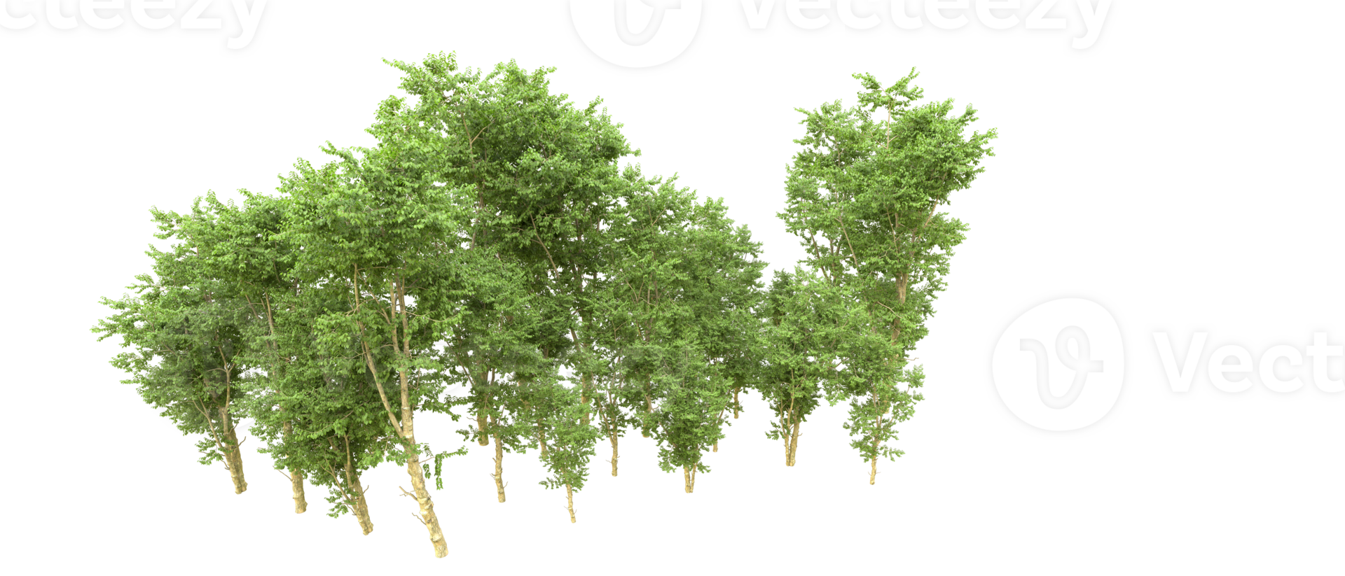 Green forest isolated on background. 3d rendering - illustration png