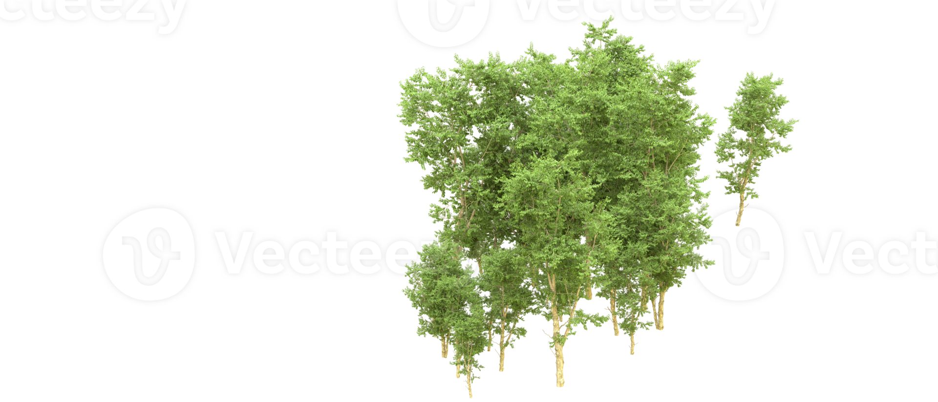 Green forest isolated on background. 3d rendering - illustration png