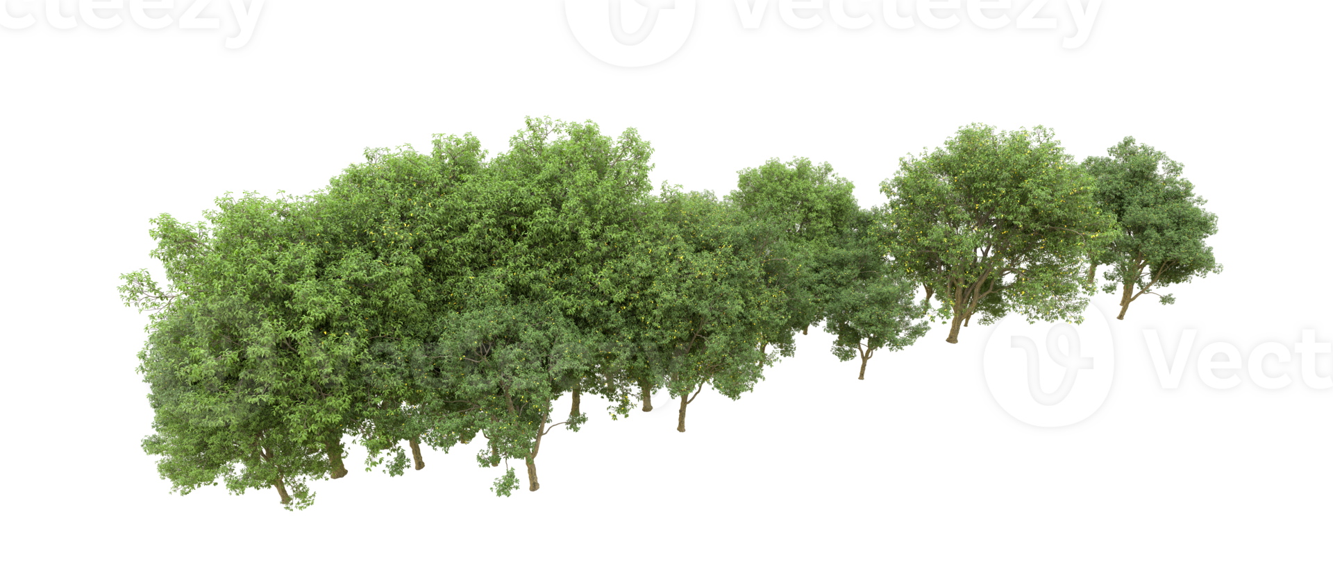 Green forest isolated on background. 3d rendering - illustration png