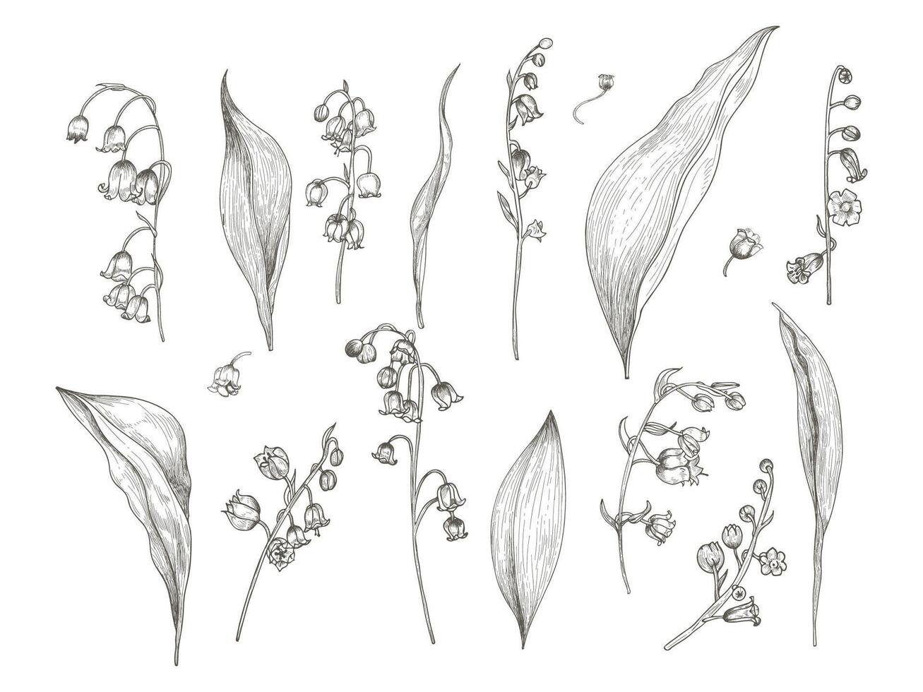 Gorgeous drawing of lily of the valley parts - flower, inflorescence, stem, leaves. Blooming plant hand drawn in vintage engraving style. View from different angles. Botanical vector illustration.