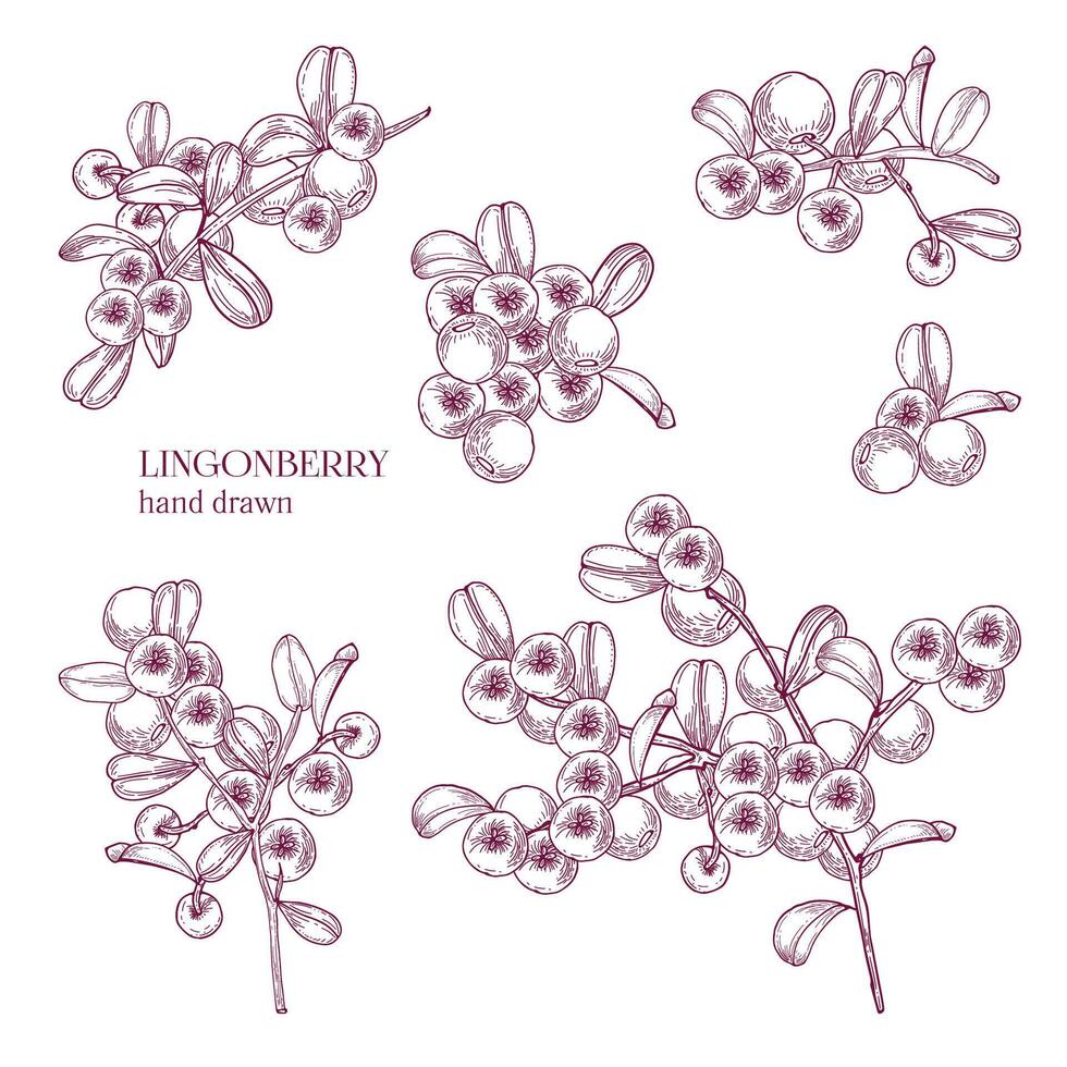 Beautiful monochrome drawing of arctic lingonberry isolated on white background. Ripened boreal forest berries drawn in retro etching style. View from different angles. Natural vector illustration.