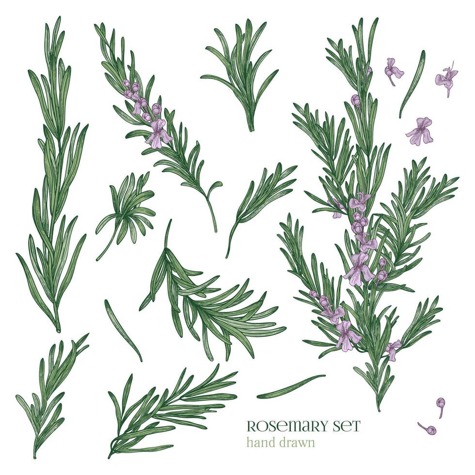 Collection of elegant drawings of rosemary plants with flowers isolated on white background. Fragrant herb hand drawn in retro style. View from different angles. Botanical vector illustration.