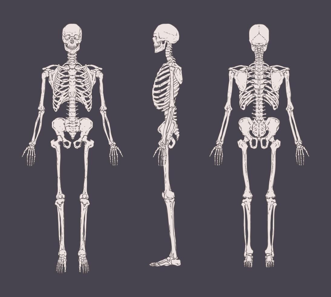 Set of realistic skeletons isolated on gray background. Anterior, lateral and posterior view. Concept of anatomy of human skeletal system. Vector illustration for educational or medical banner.