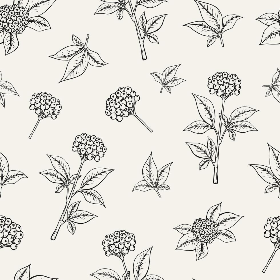 Lovely botanical seamless pattern with ginseng berries growing on stem with leaves on white background. Exotic plants with ripened fruits. Monochrome vector illustration for fabric print, wallpaper.