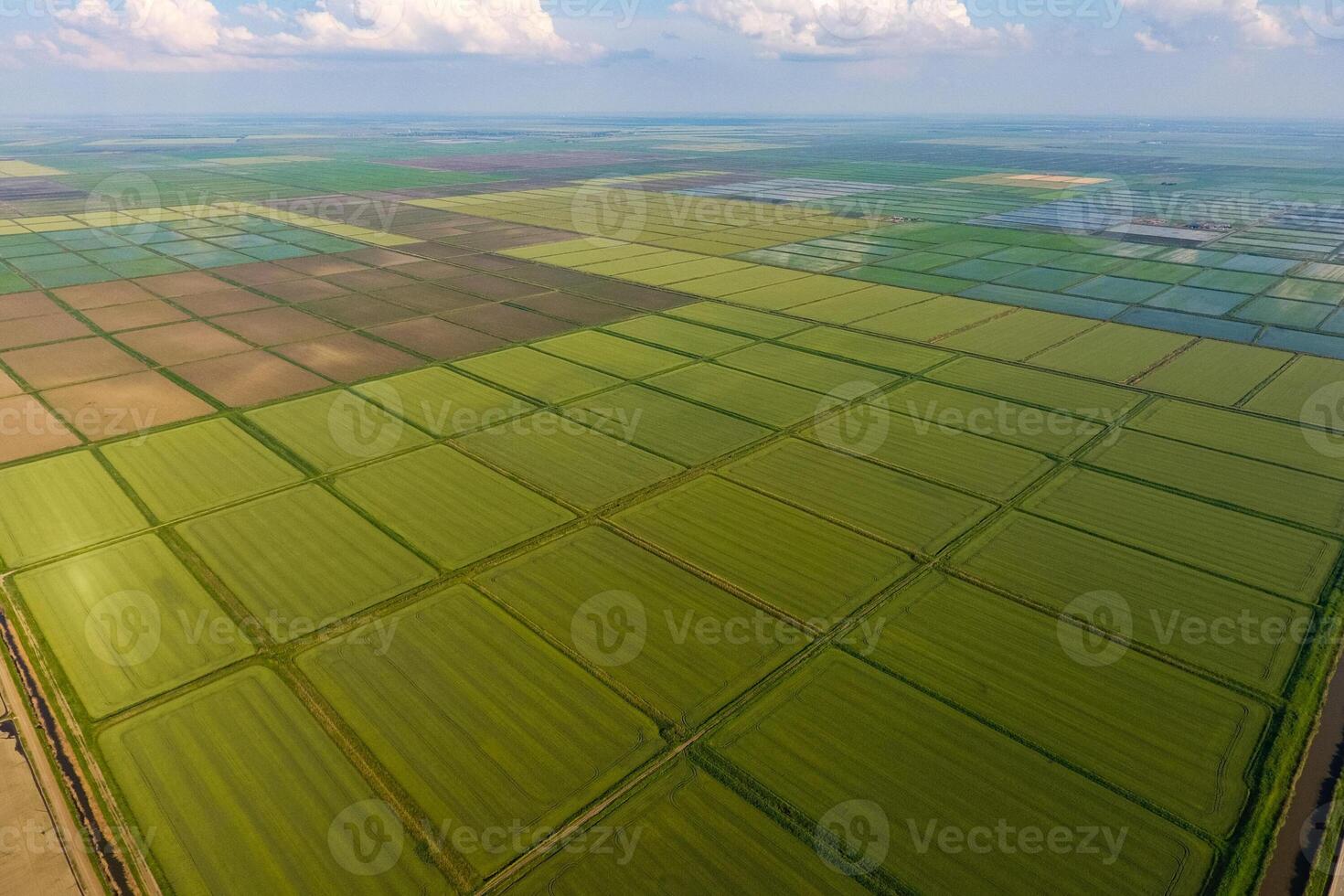 The rice fields are flooded with water. Flooded rice paddies. Agronomic methods of growing rice in the fields. photo