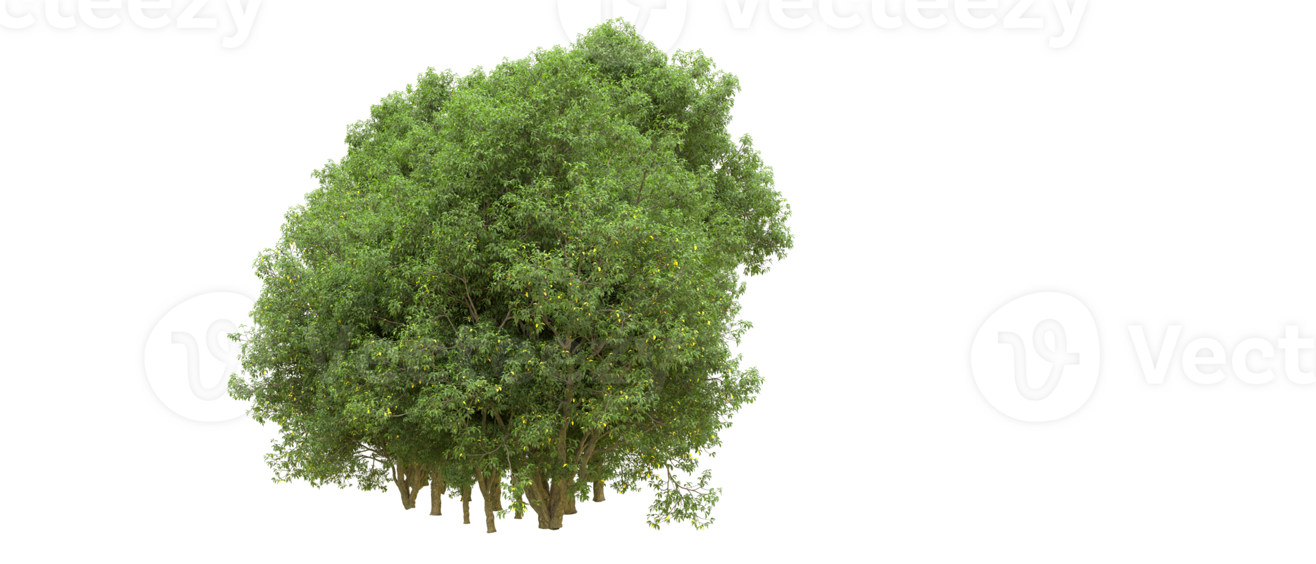 vert forêt isolé sur Contexte. 3d le rendu - illustration png