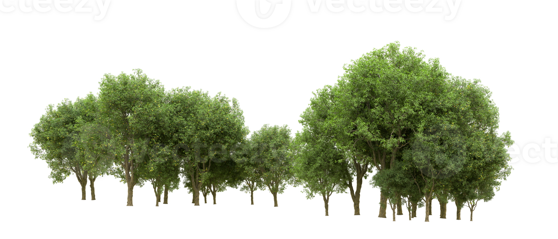 Green forest isolated on background. 3d rendering - illustration png