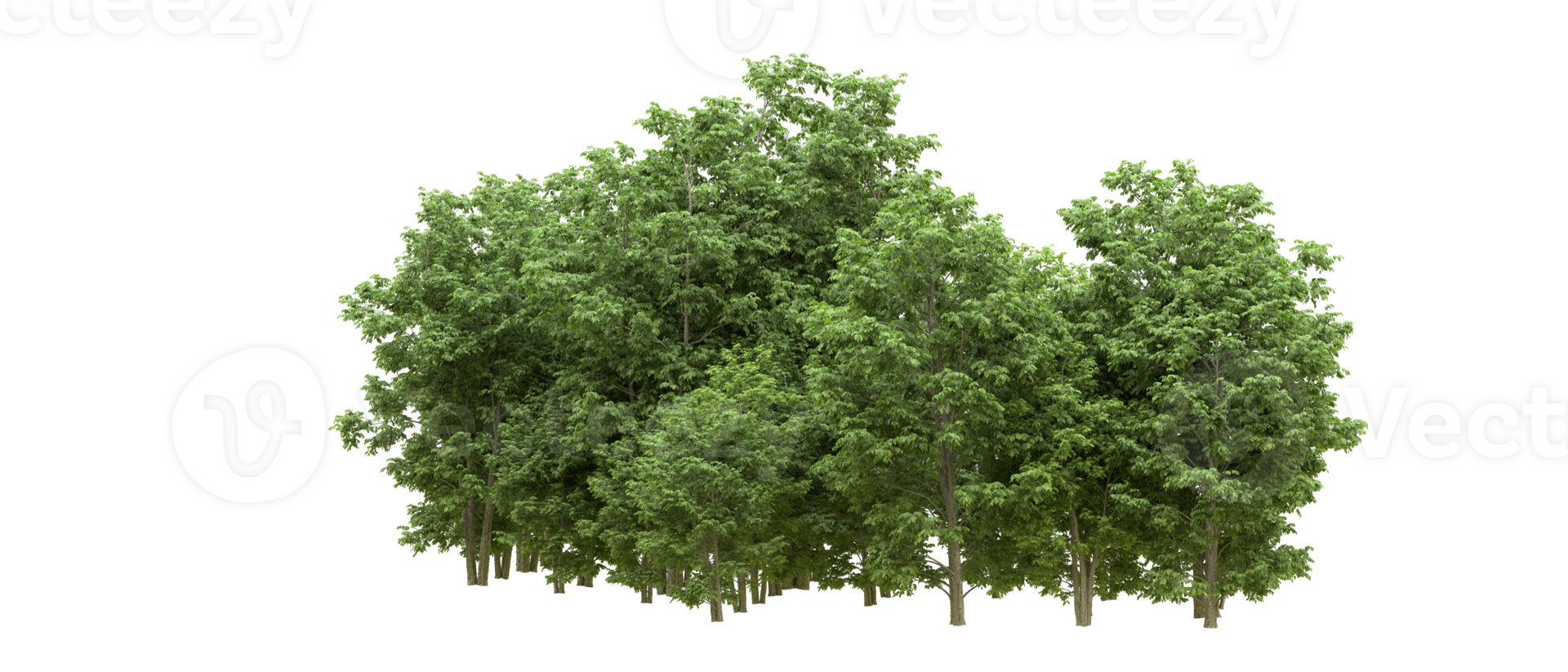 Green forest isolated on background. 3d rendering - illustration png