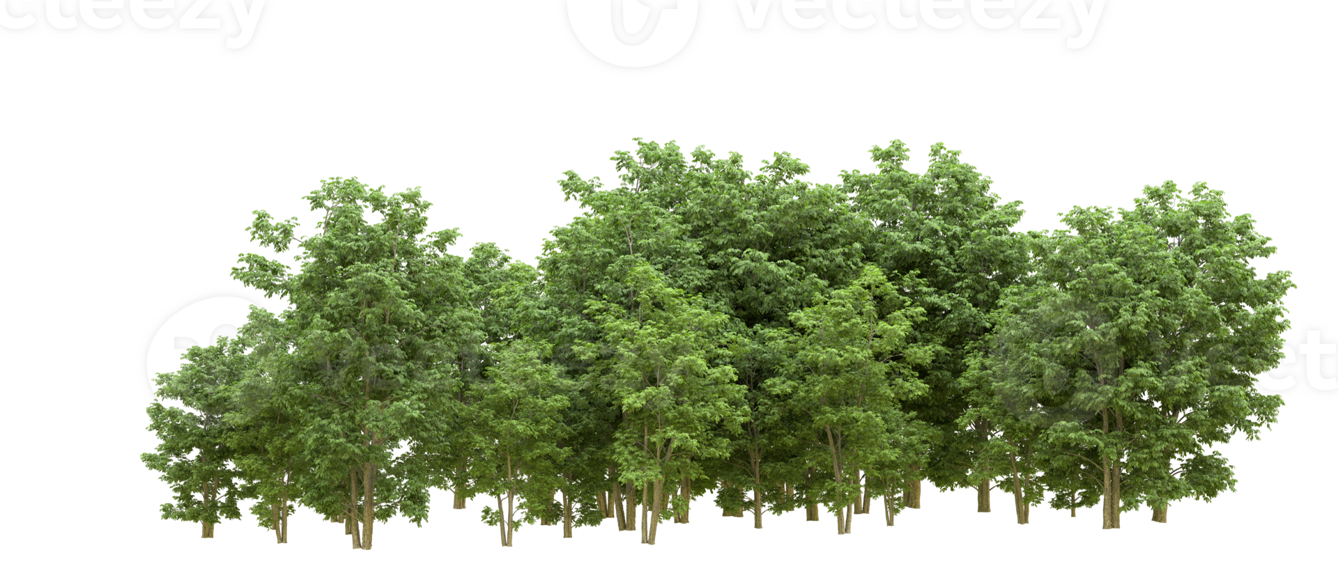 Green forest isolated on background. 3d rendering - illustration png
