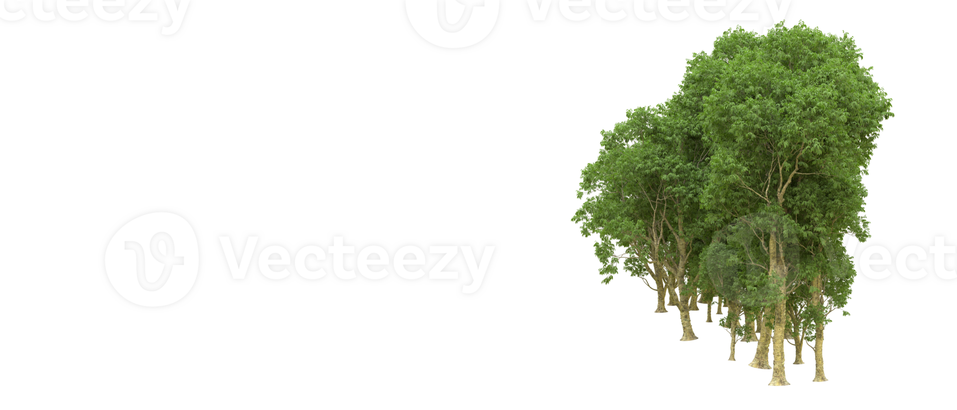 Green forest isolated on background. 3d rendering - illustration png