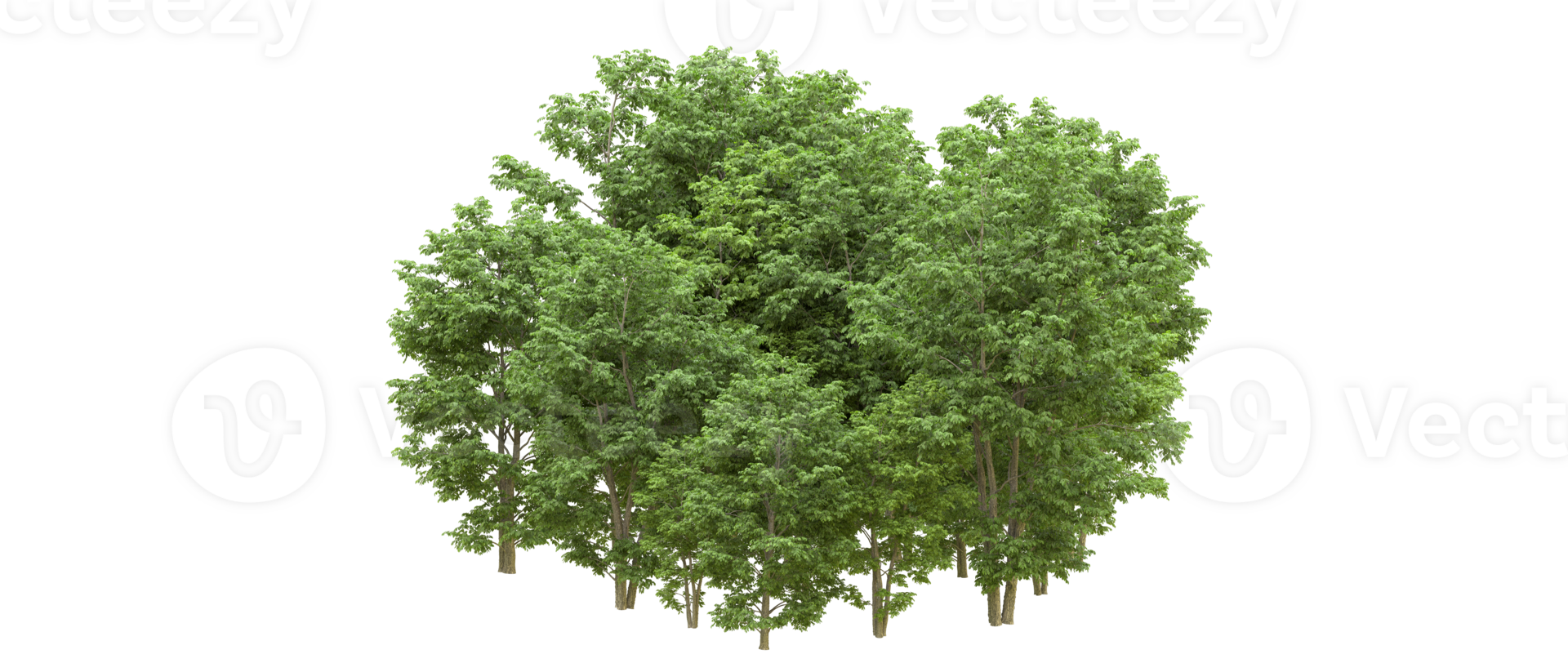 Green forest isolated on background. 3d rendering - illustration png