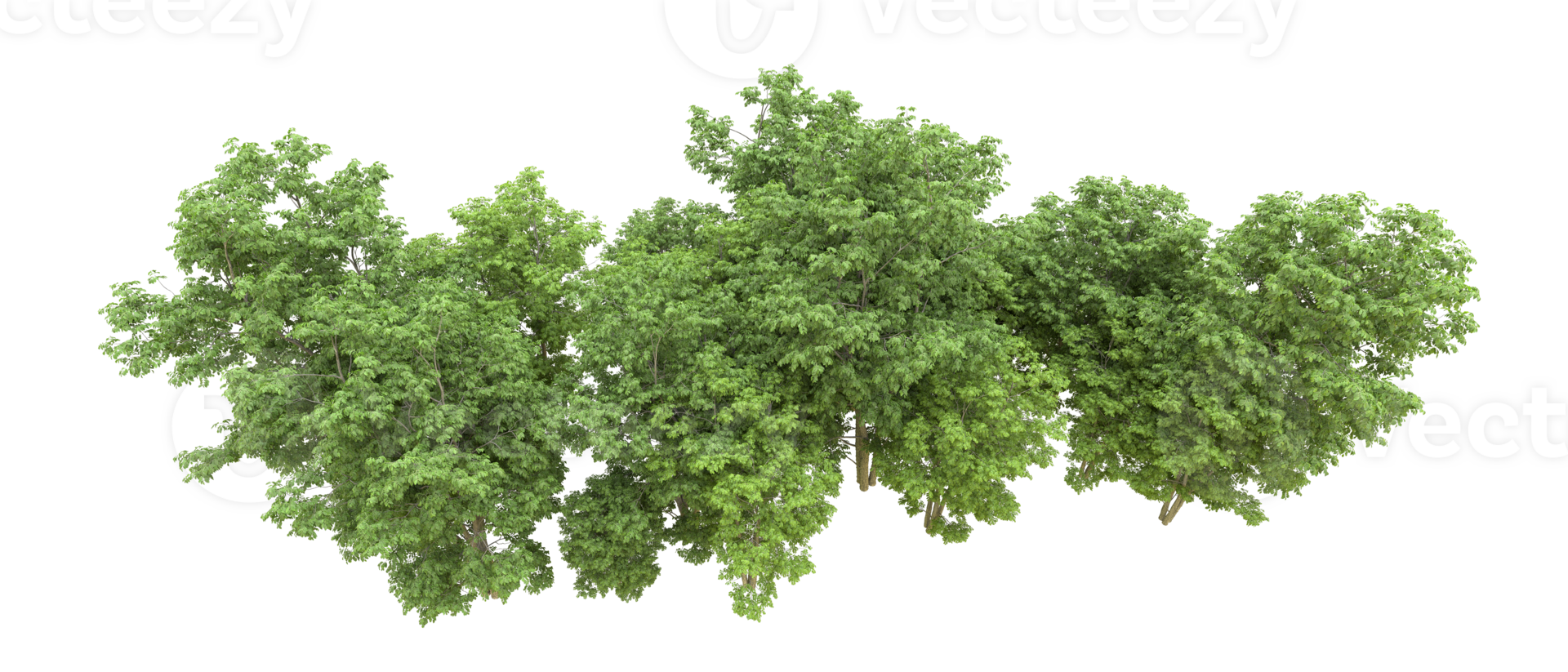 Green forest isolated on background. 3d rendering - illustration png