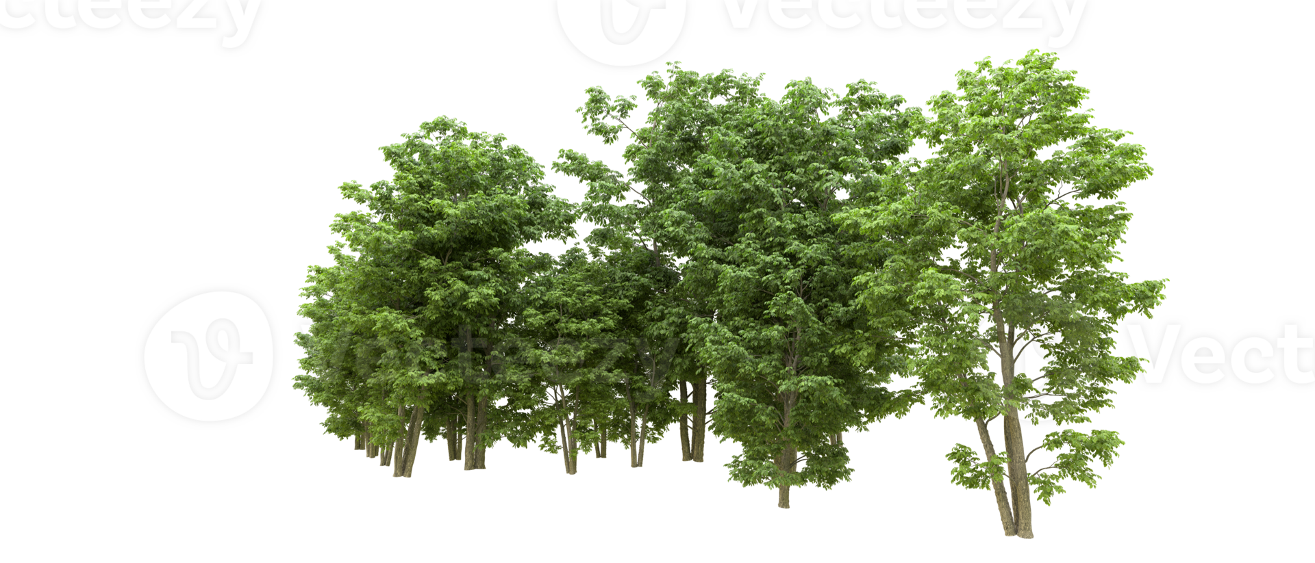 verde bosque aislado en antecedentes. 3d representación - ilustración png