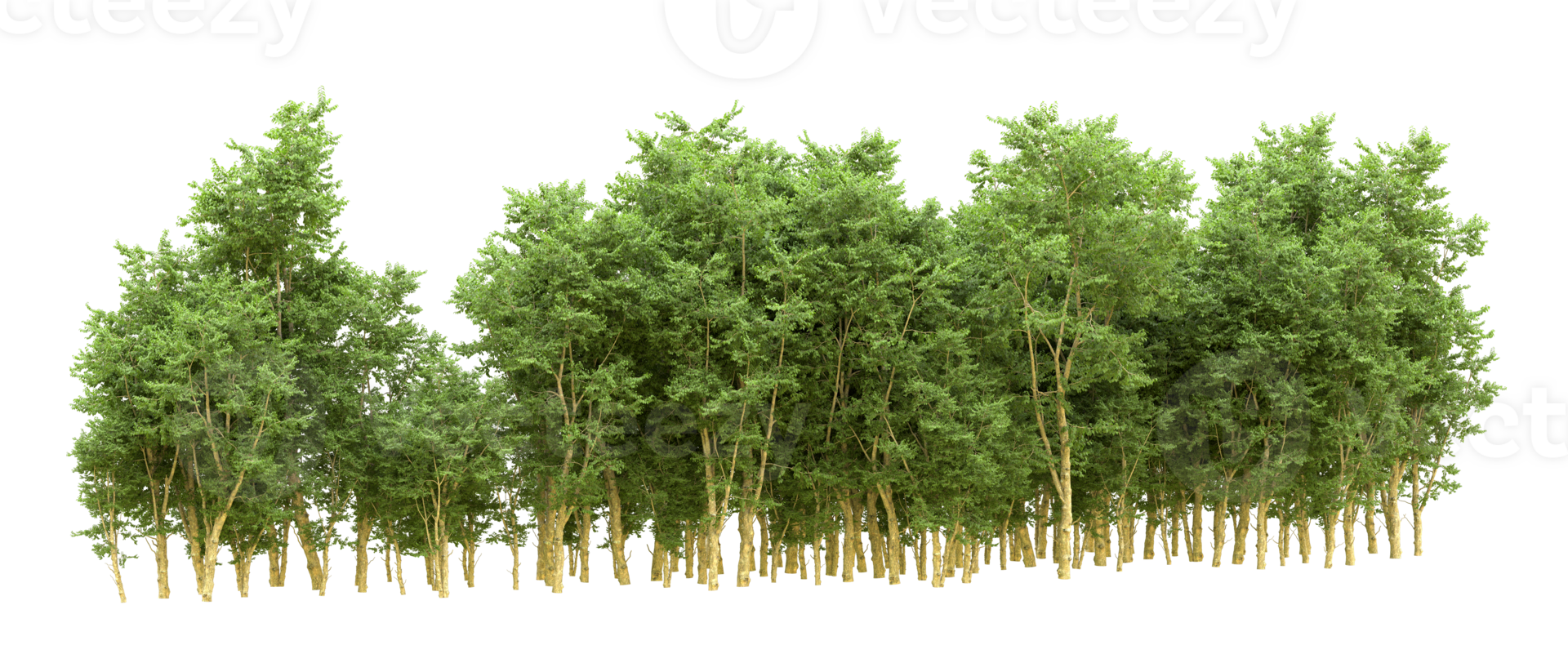Green forest isolated on background. 3d rendering - illustration png