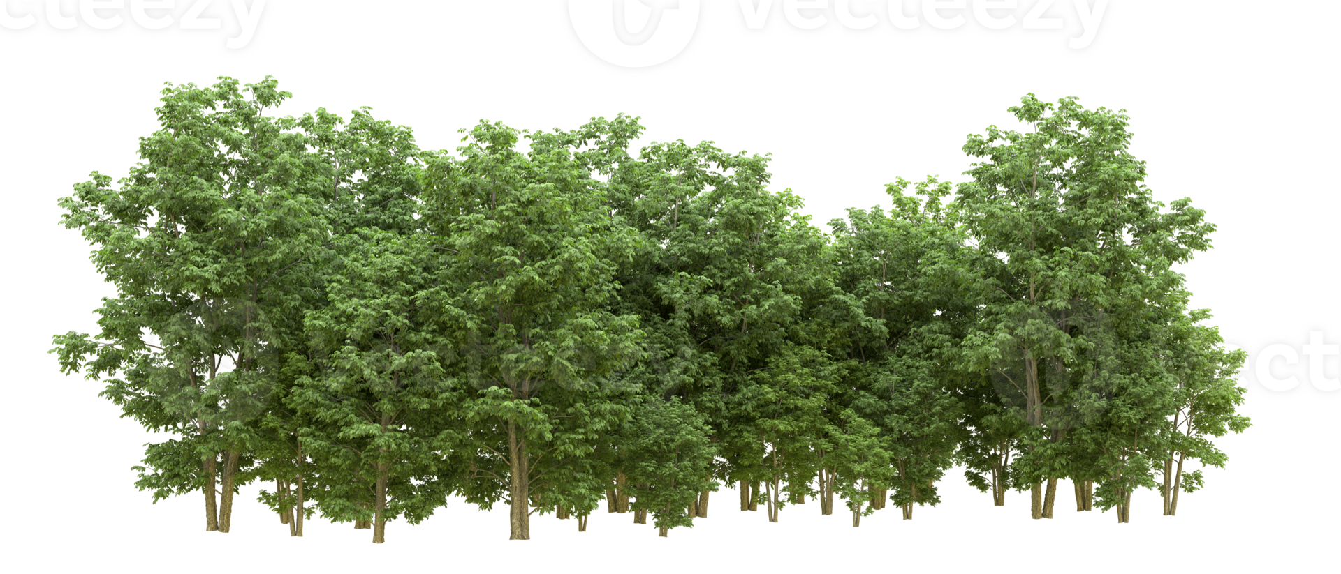 Green forest isolated on background. 3d rendering - illustration png